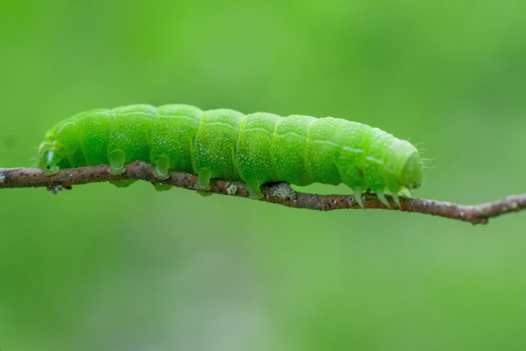 A solid green caterpillar walks on a thin twig in front of a blurred green background.